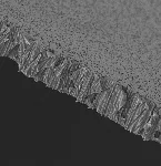 Membrana PCTE, policarbonato. GVS. Ø (mm): 47. Tamaño poro (µm): 0,2. Estéril: No. Cuadrícula: No. Color: Blanca