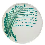 CHROMagarT Serratia