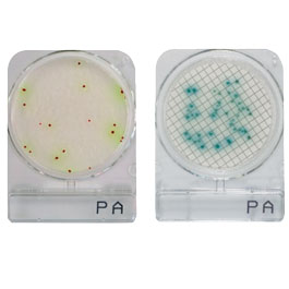 Compact Dry PA (Pseudomonas aeruginosa)