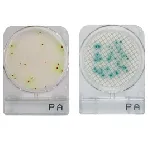 CompactDry™ PA para Pseudomonas aeruginosa