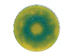 Bacillus cereus, Agar Selectivo