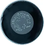 BCYE Legionella, Agar Base