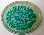 Cetrimida (Farm. Eur.), Agar