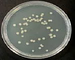 Nutritivo (APHA, ISO), Agar