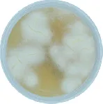 Sabouraud Cloranfenicol, Agar