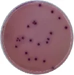 Rojo Bilis Violeta Dextrosa (RBVD Agar) (Farm. Eur.), Agar