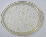 Coliformes Agar Base Cromogénico Microinstant®