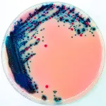 RAMBACH™ Agar