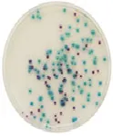 CHROMagar™ Pseudomonas