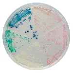 CHROMagar™ Candida