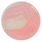 CHROMagar™ MRSA