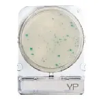 Compact Dry® VP (Vibrio parahaemolyticus)