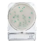 Compact Dry® X-BC (Bacillus cereus)