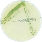 Cronobacter Isolation Agar (CCI) Chromogenic Microinstant®